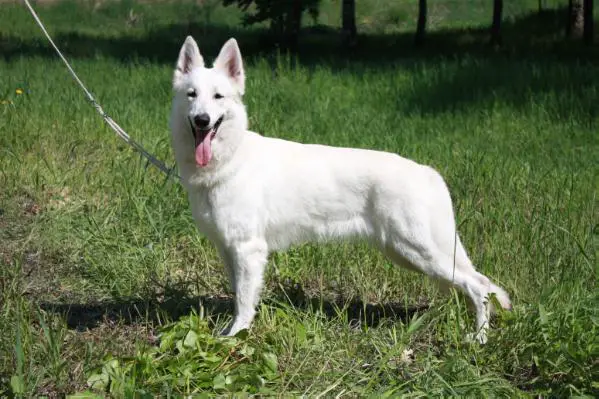 JCHRUS,CHRUS,RCACIB Dynasty Shining planet Venus
