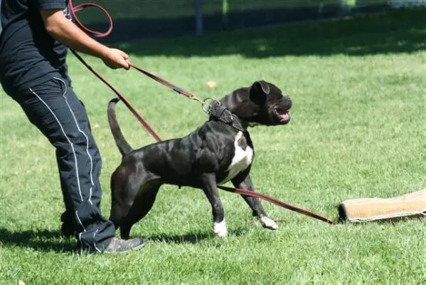 Miura Bulls' Black Beast aka Bliss
