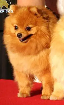 CH INT RUS,GEO,AZB Mag-Hanter Anastasi Aljens