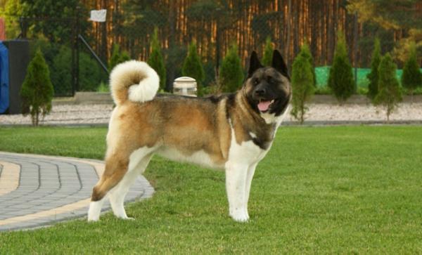 One From Many Carolina Bear Haven