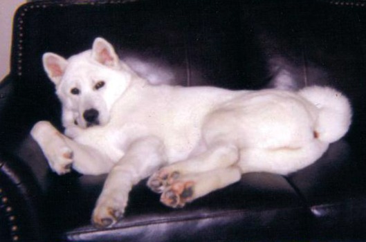 Kasey McCormick Lambert