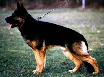 V Flex vom blauen Modeneser