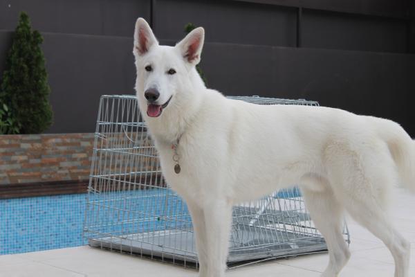 CH - PT 2012 Regius Storm