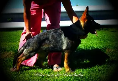 Falco von der Rennbahn