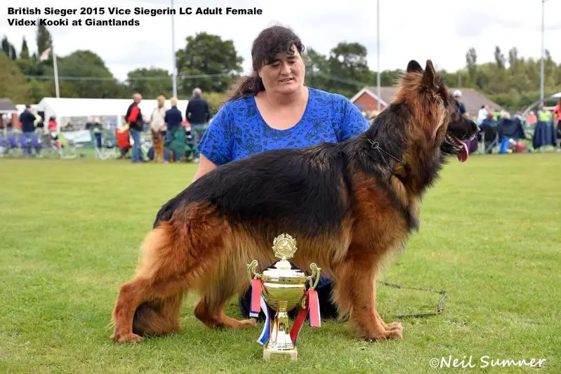 2XV1 Videx Kooki at Giantlands