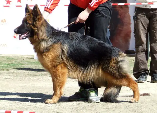 Arvarench Tinga