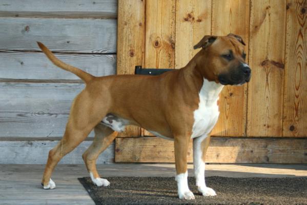 FI CH, CACIB Remasters Arise