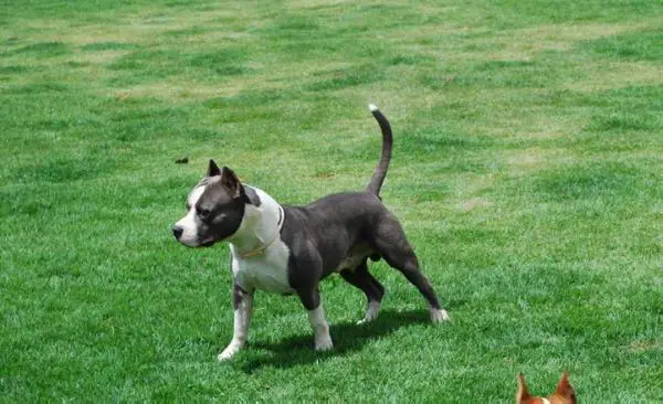 CH Mallabrigo & Casubra Maquina Gridu