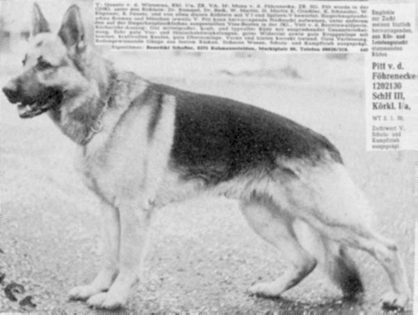 V Pitt von der Föhrenecke