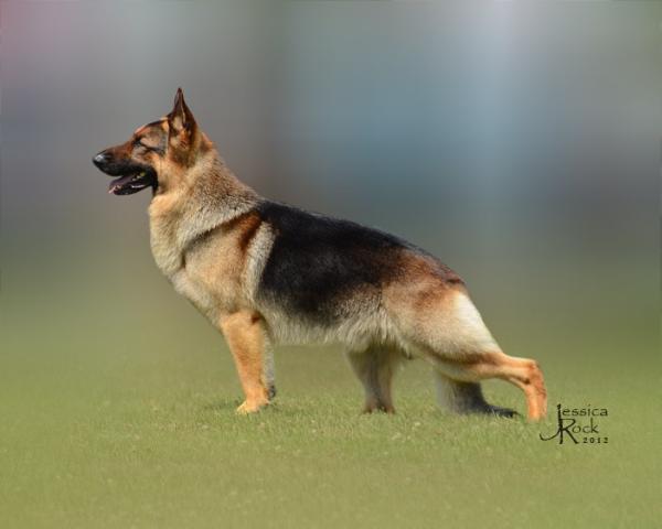 BIS GCH Kaleef's Giacomo Campeon