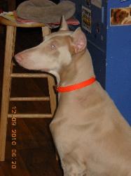 Narack's venti chai latte