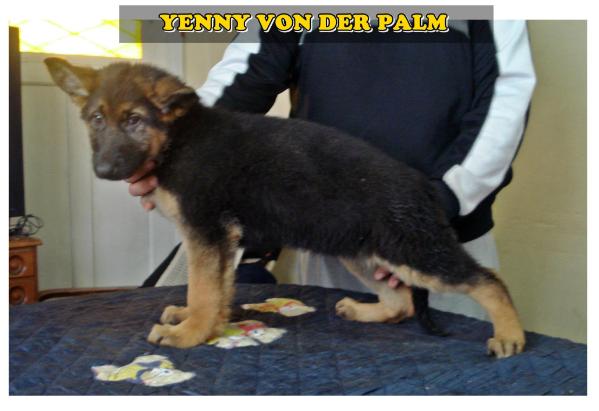Yenny von der Palm