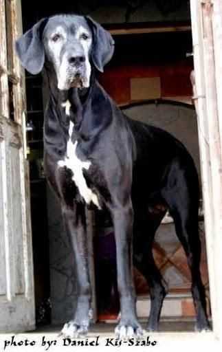 Aisha Marie EI Santhynor