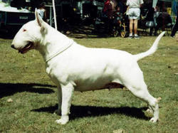 Bullamakanka Jackpot ROM