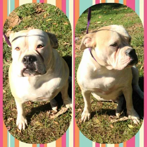 Sugar Biscuit Erekson