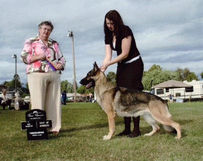 CAN CH. Hinesonhaus's Northern Wolf