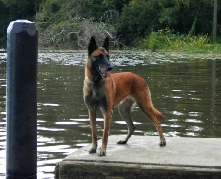 Bugsy Von Steinmauer