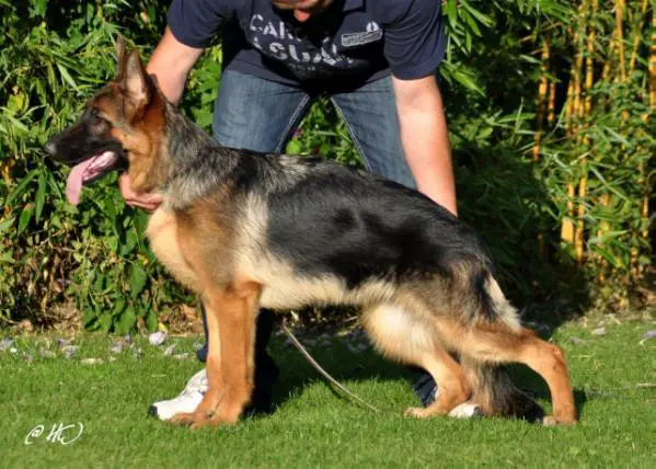 SG23 BSZS 2013 Velia vom Messebau