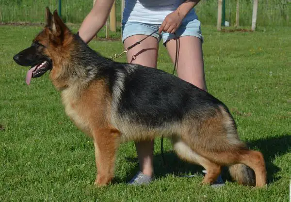 LV J CH Tabata Solo Rigoletto