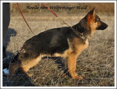 Noelle vom Wolpertinger Wald