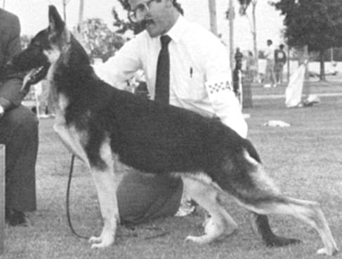 Silstra's Accorte of Noroda