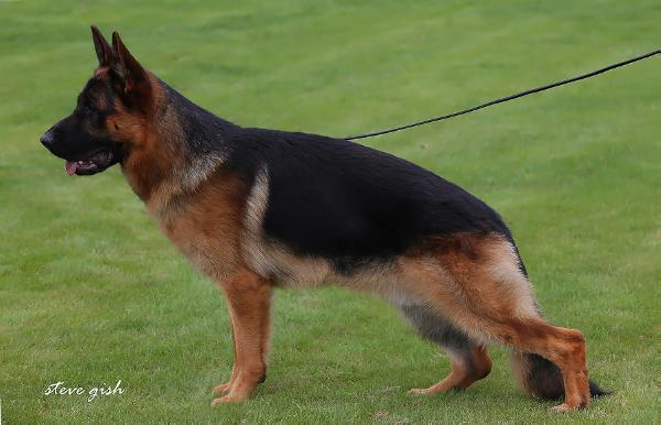 BSZS`13 JKL SG 17 Tim von Groß-Zünder