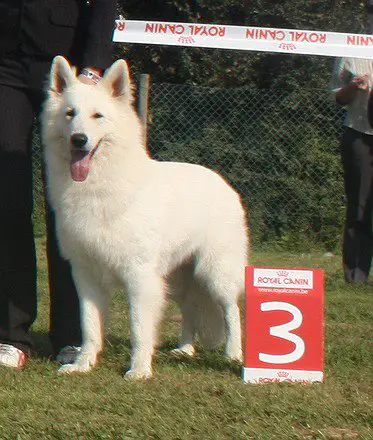 JCH Earl Du Bois des Ternes