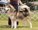 CH Lone Pine Kotzabue Chinooky