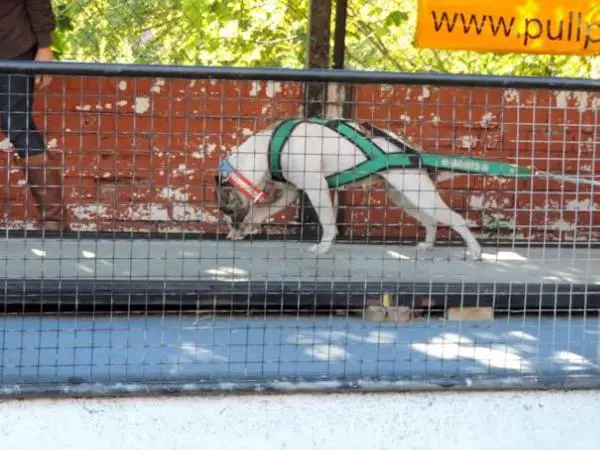 NKC CH,UPF WP6 ruffords Frankie