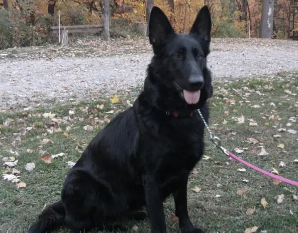 Xenia Midnight Princess