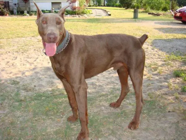 Brutus Maximus Bocephus Boudreaux