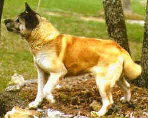 Kamoti's Su Zee Bo Mar