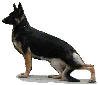 Stormgate's Vogt's Villa