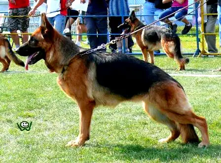 VA1 SVK 2009 Caessie z Lintichu