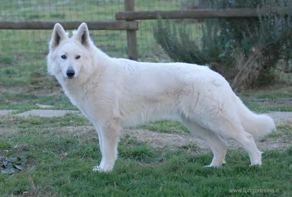 CAC CACIB My Venus Indra's Diadem (LUNGORESINA)