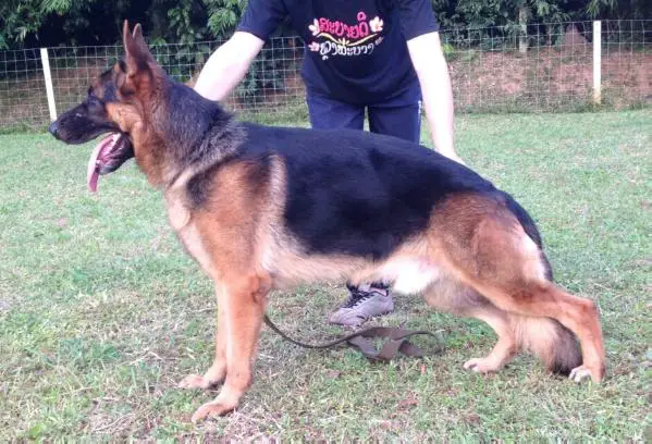 Wacko von de Mauritshoek