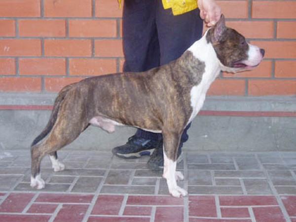 CH Lobos Tango