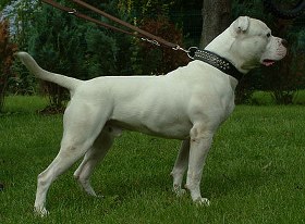White Angels Buster