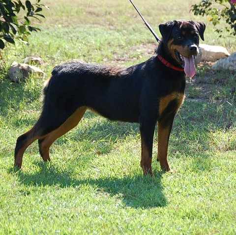 Ebony von der brunhilde