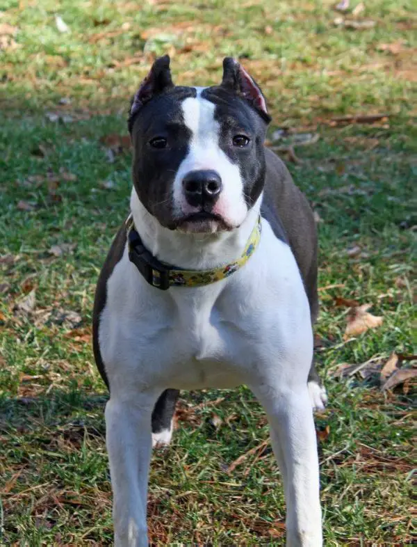 H'Kalinga From Urcos Not Dead