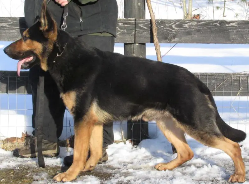 Gunther vom Parchimer Land