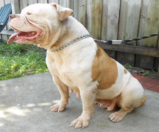 IronHouse's Golden Chachi