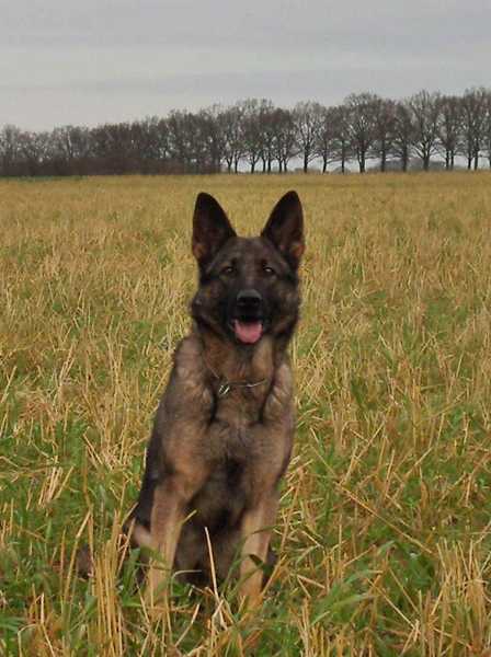 SG Biene vom Mecklenburger Bolz