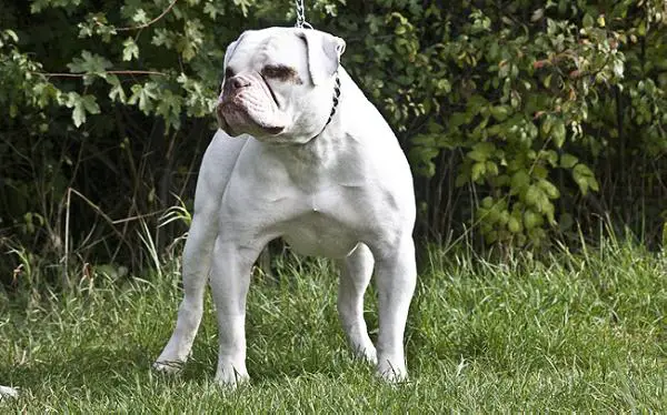 Southstar´s Hot Vanilla