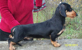 CH RUS  MOL CYP UKR Ruffwyr's Teddy Bear MW