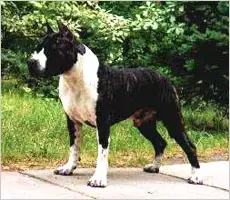 Gang-Staff Thunder Bolt of Vita Kenbo