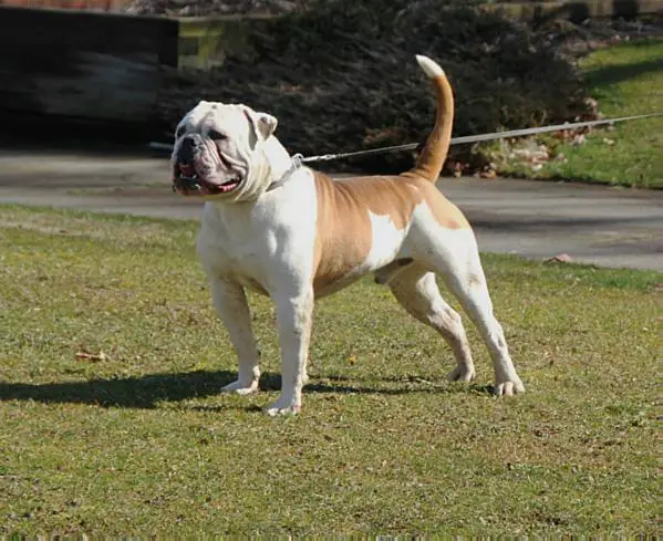 Steel Curtain's Smokehouse Brown