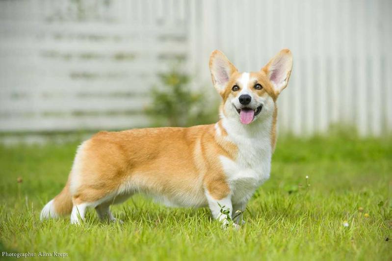 CHAMPION OF  ROMANIA Corona Florea Bellis