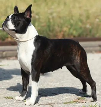 CH Kait Klassik Olivia