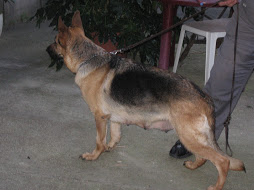 Billa Karstimav